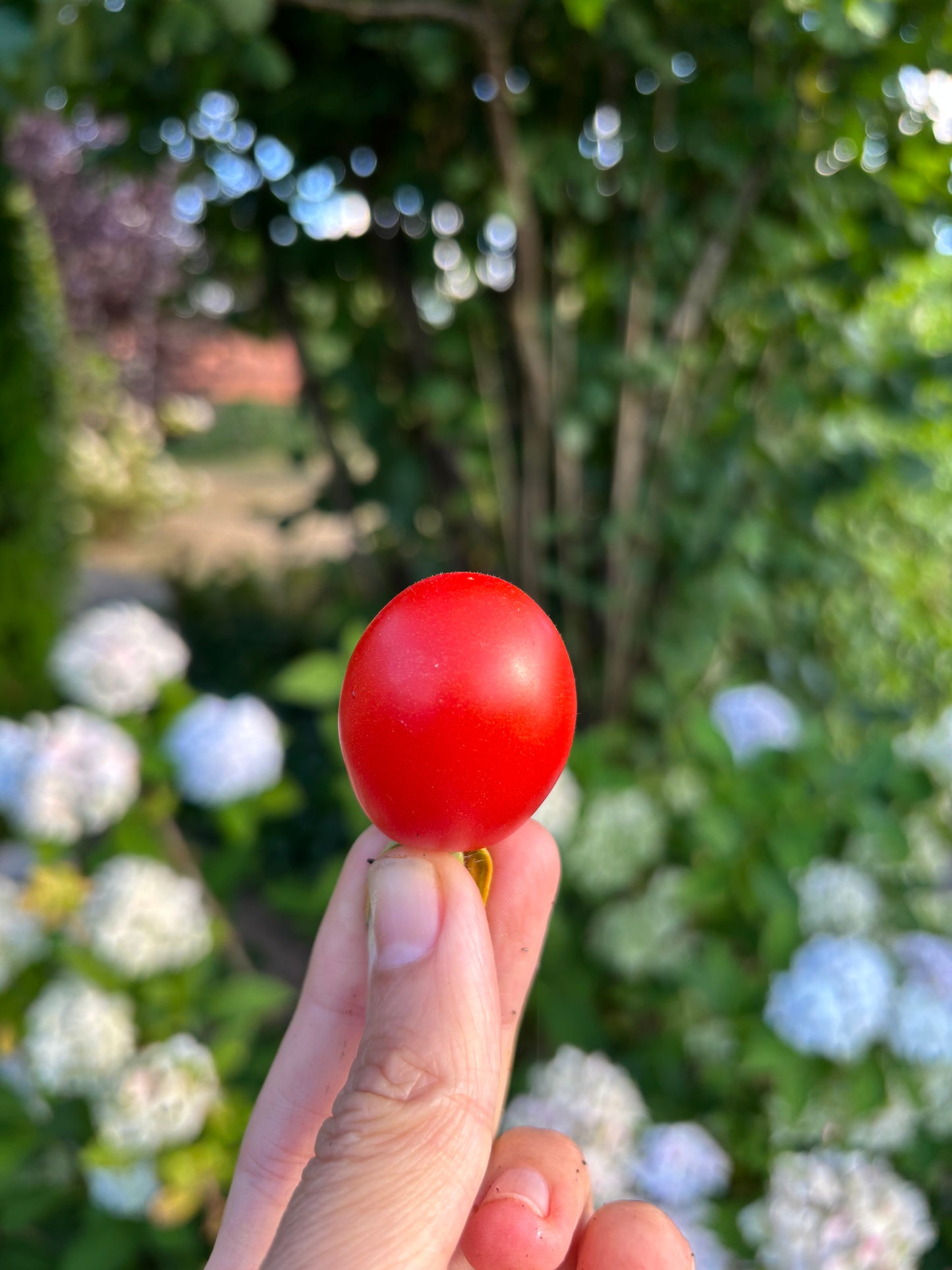 GladeTomaters fem køkkentomater