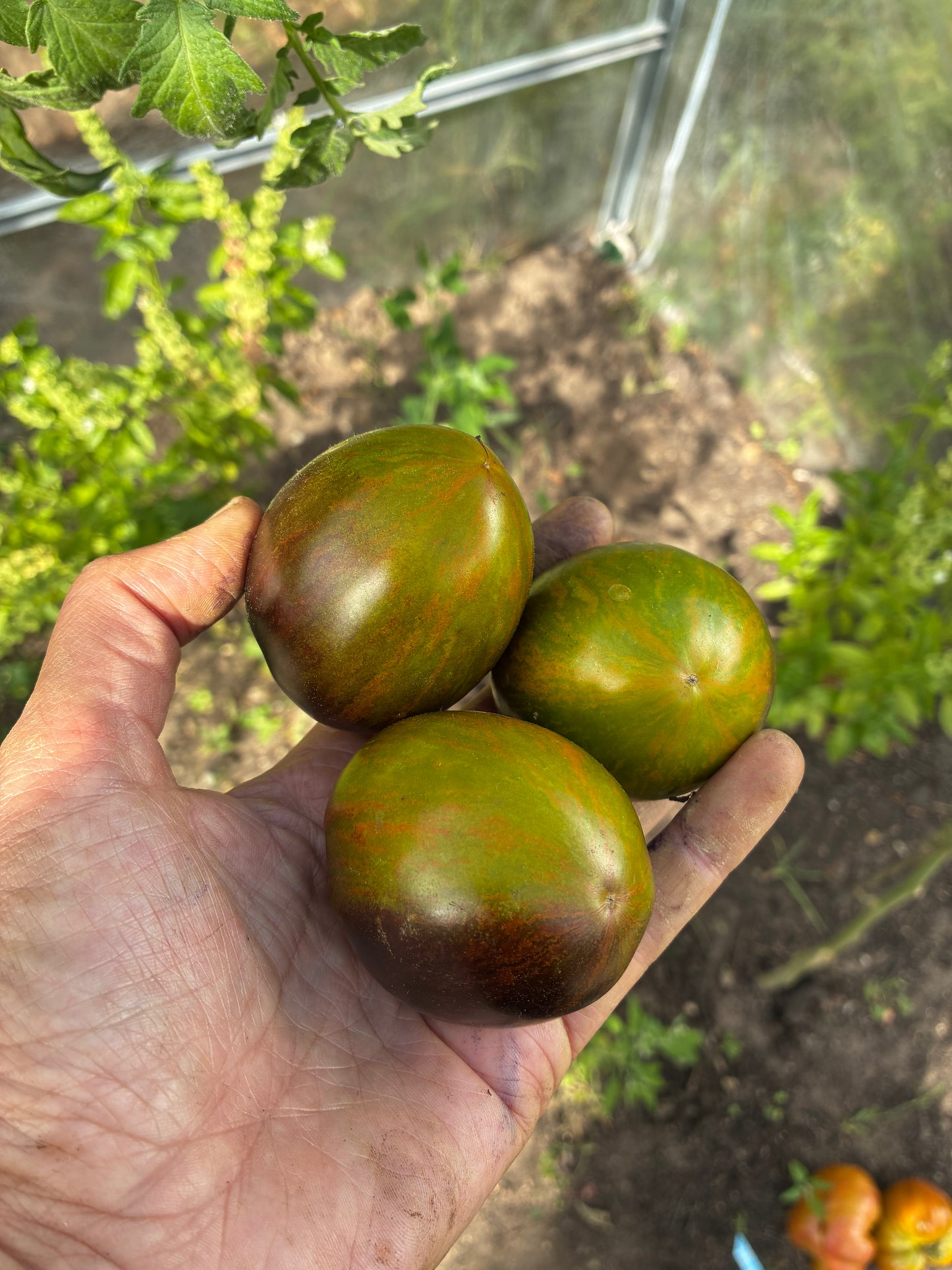 GladeTomaters fem favoritter