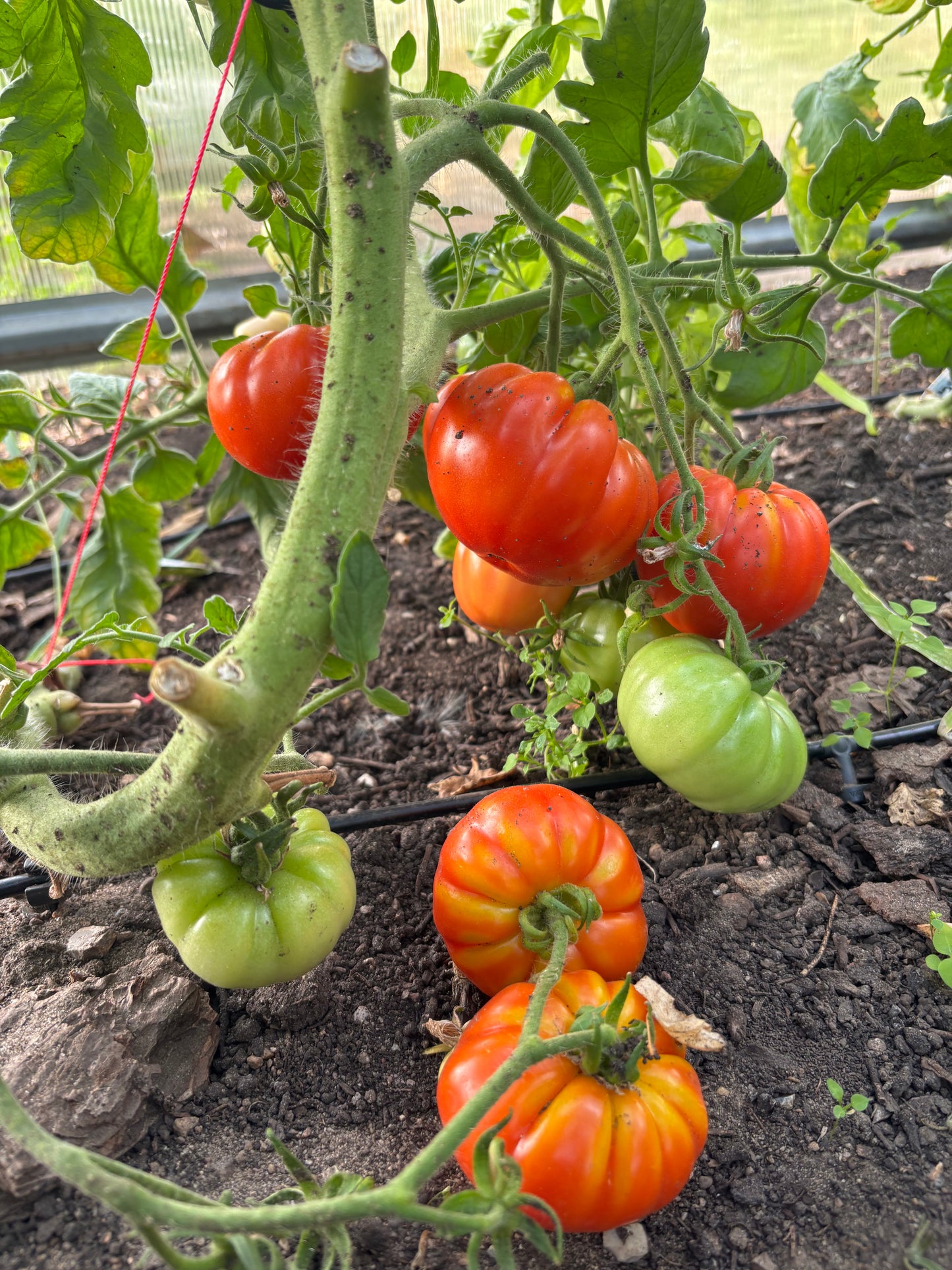 Marmande