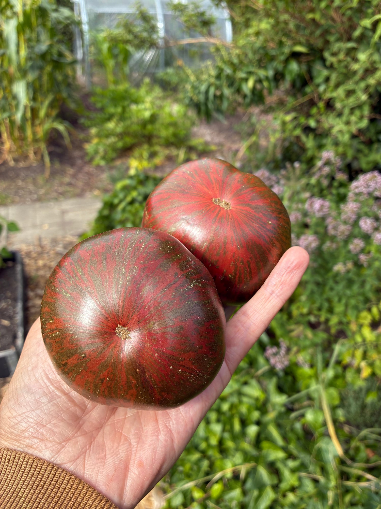 Dwarf-tomater: Små planter med stor smag