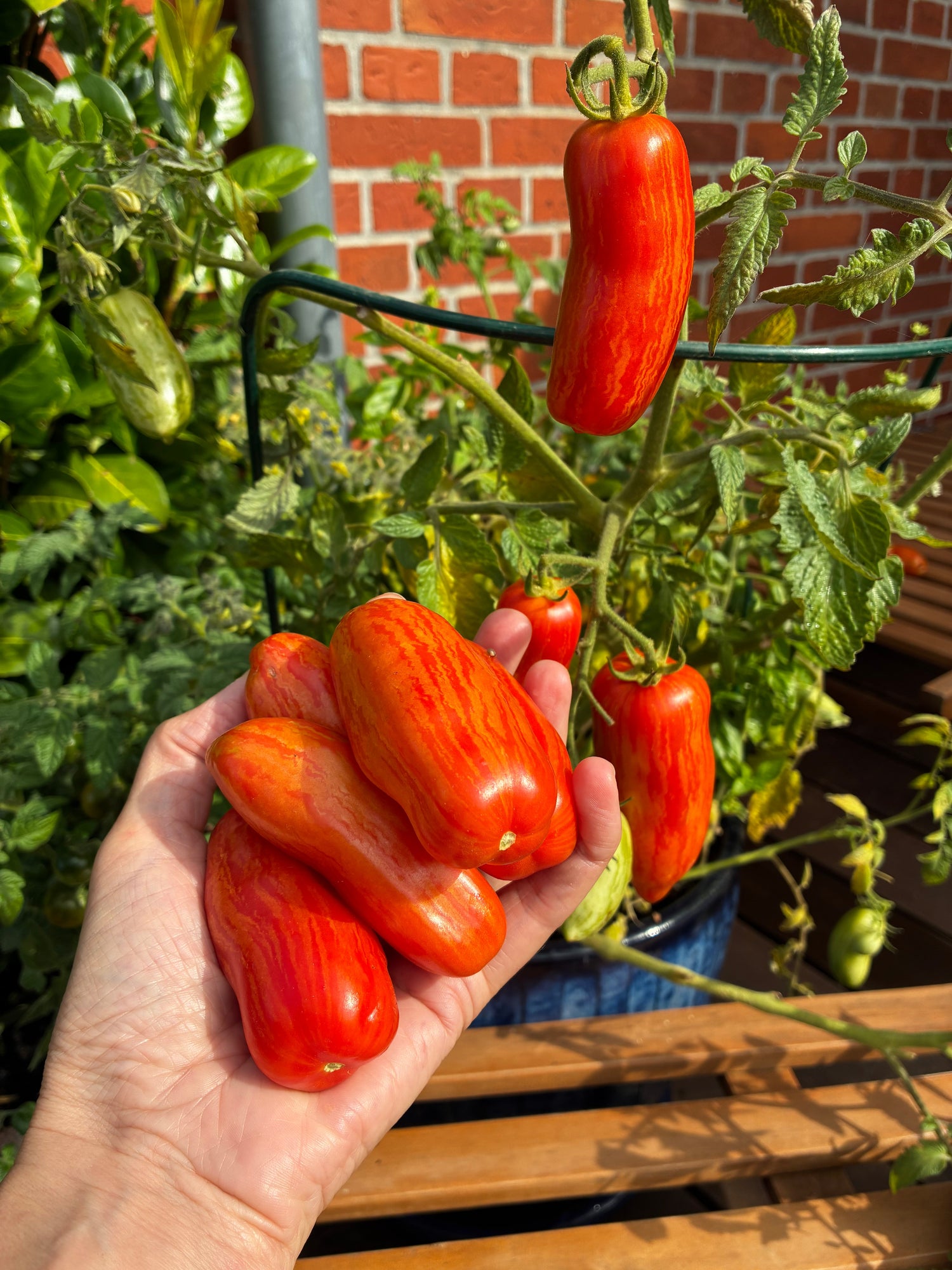 Blommetomater: Madlavningstomaten