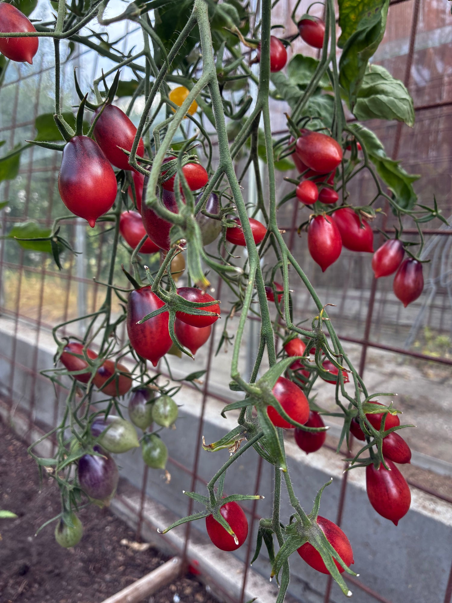 Multiflora: Stræber-tomaten