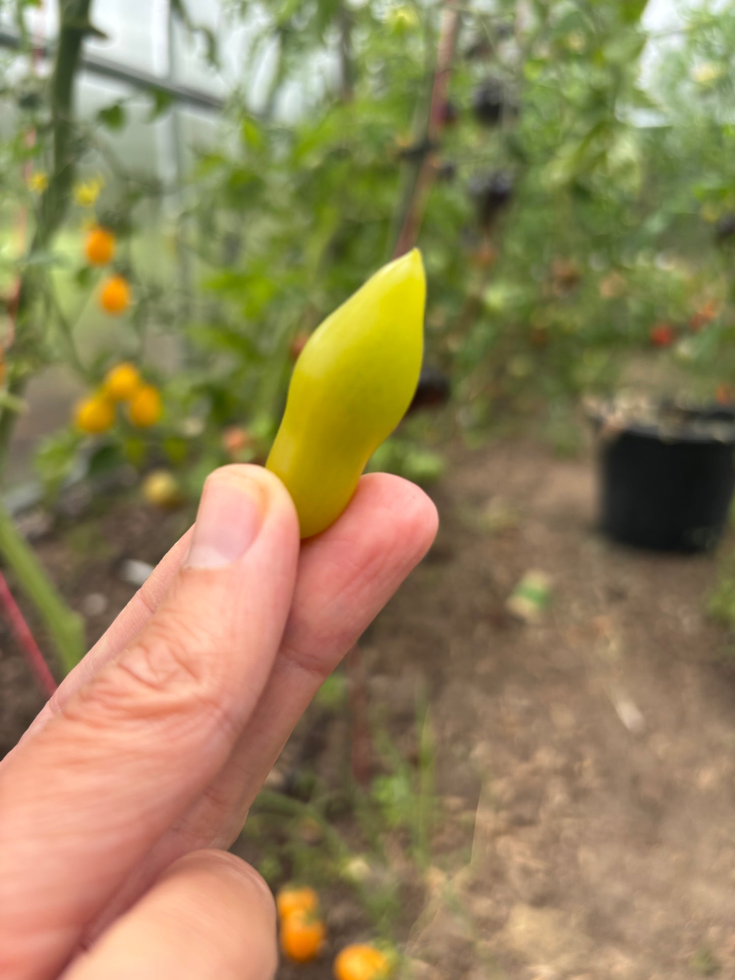 Dancing Green Fingers