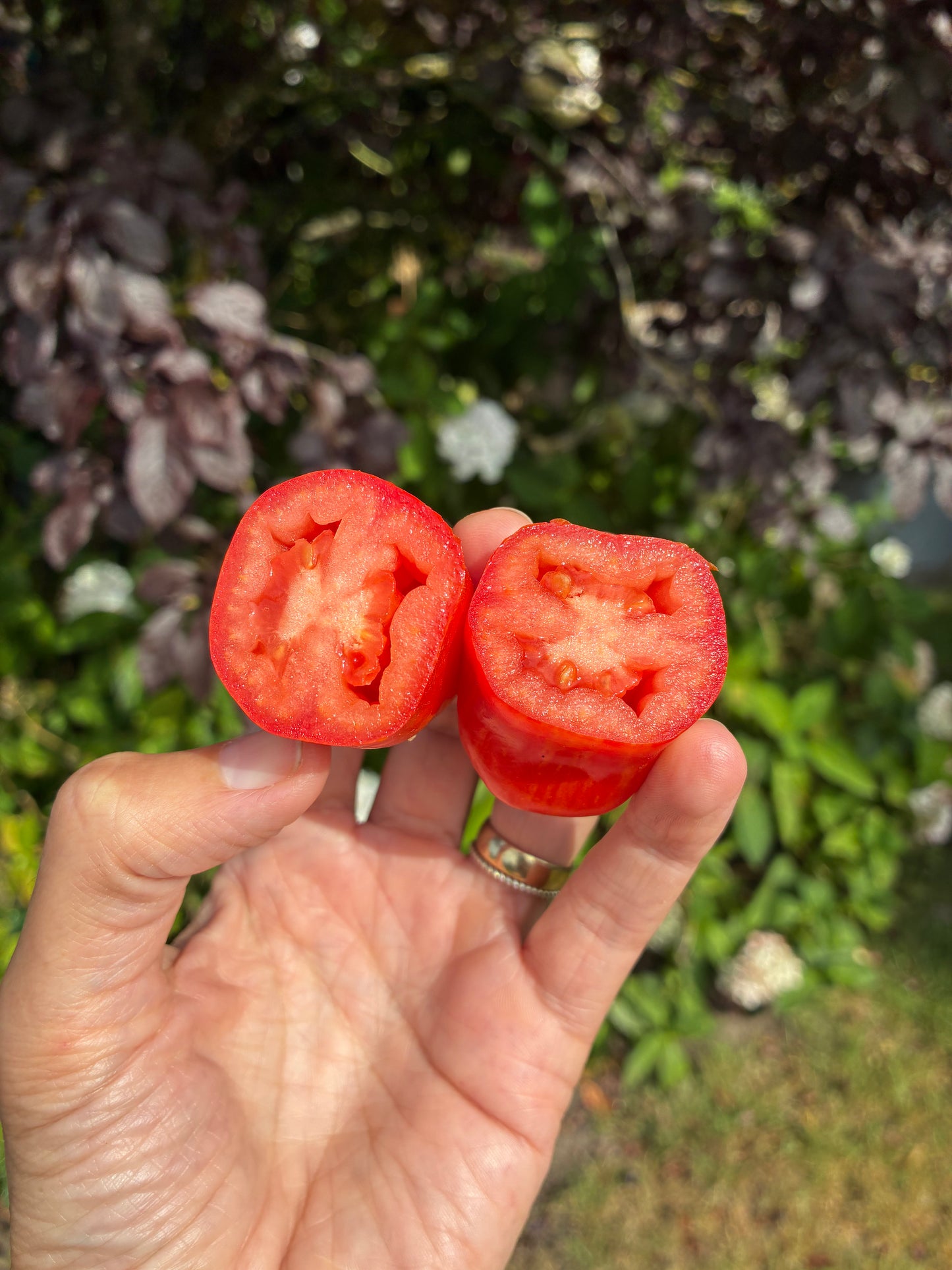 Pepper Like Striped