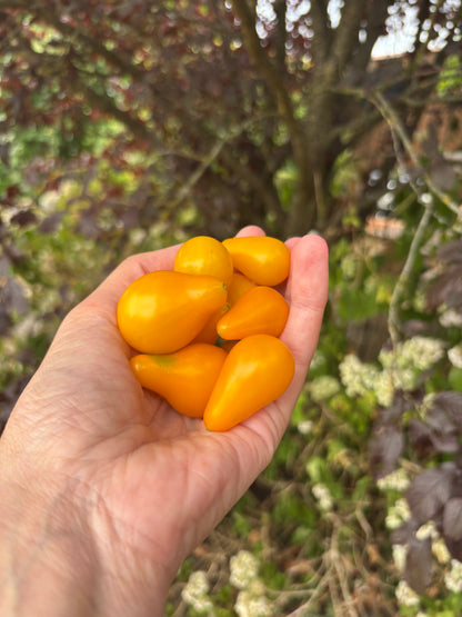 Yellow Pear