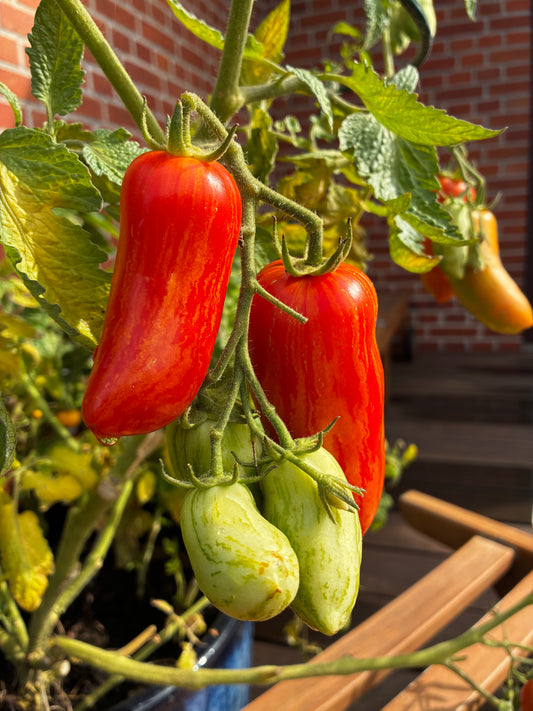 Pepper Like Striped