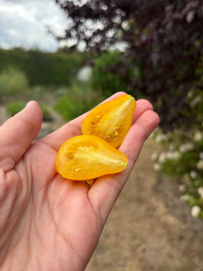 Yellow Pear