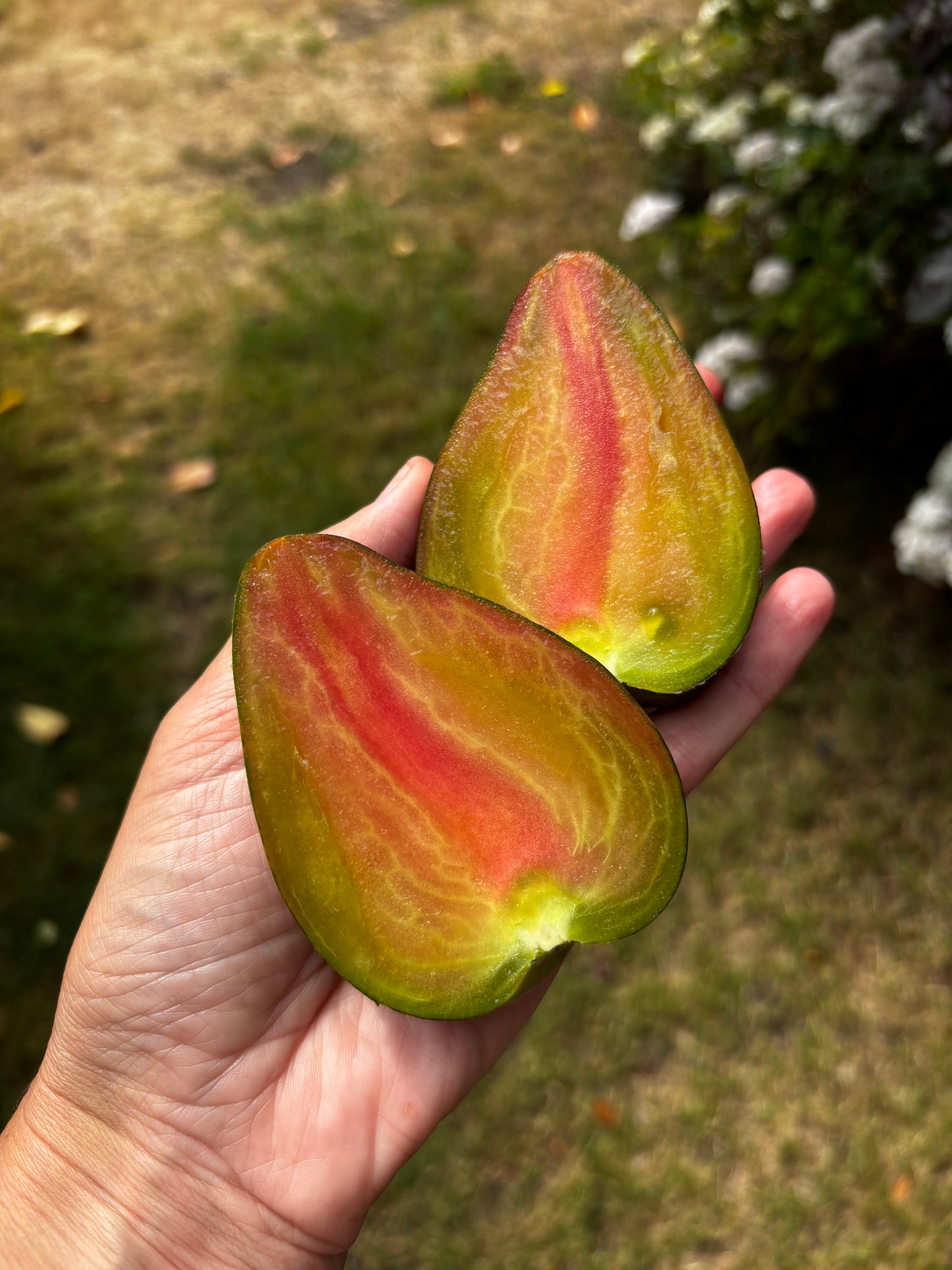 Elena's Emerald Caramel