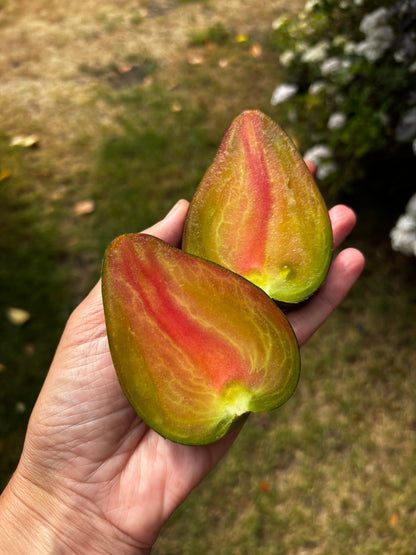 Elena's Emerald Caramel