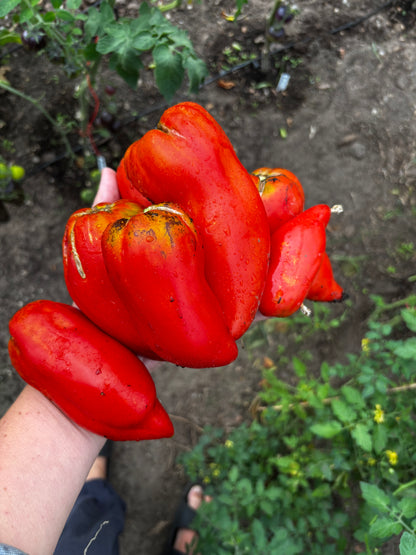 GladeTomaters fem favoritter