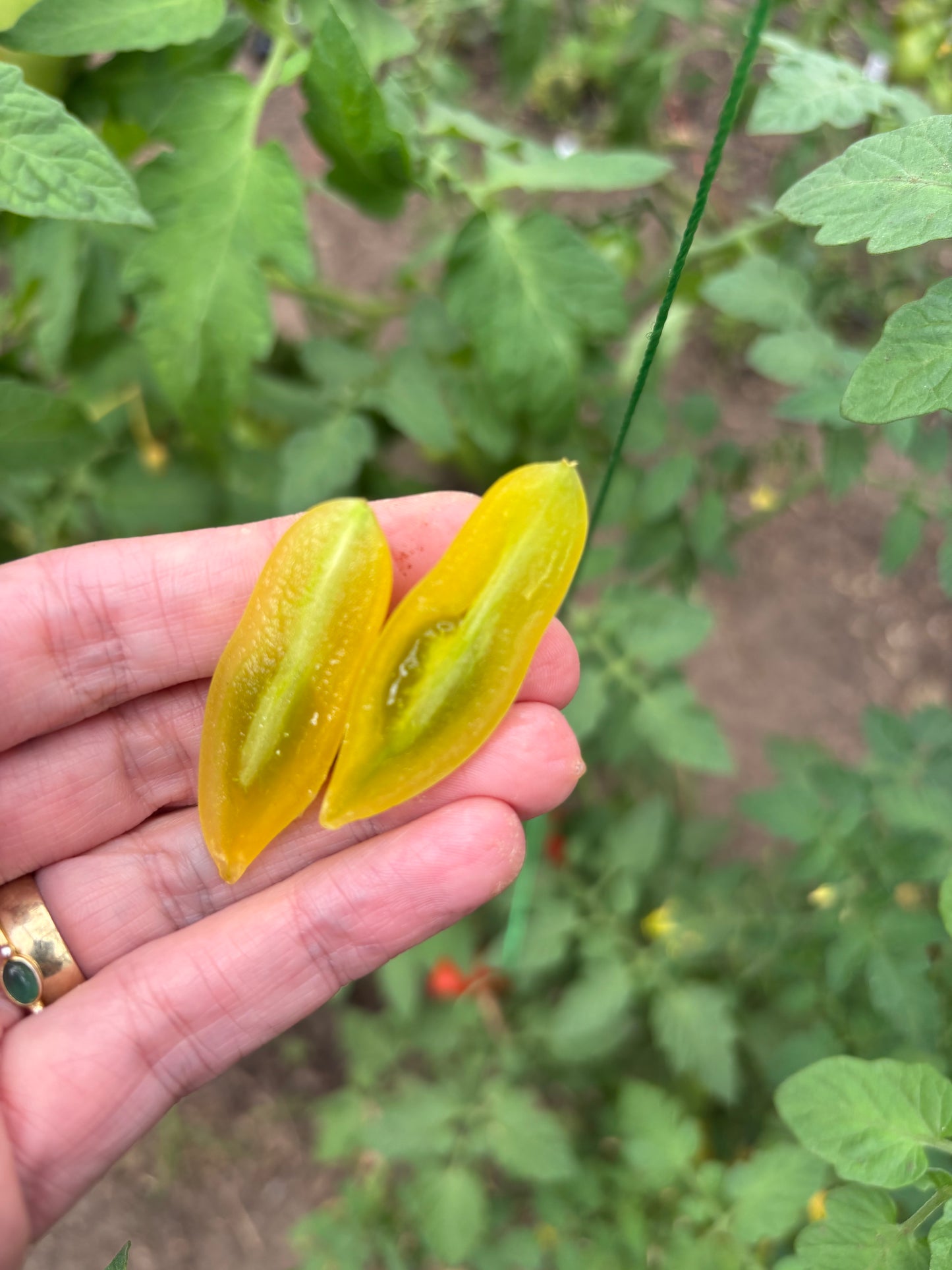 Dancing Green Fingers