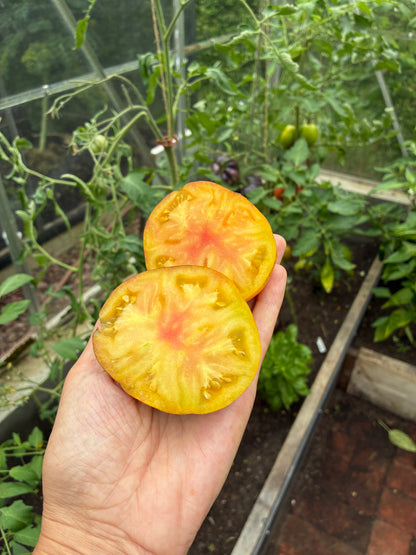 Alice's Dream
