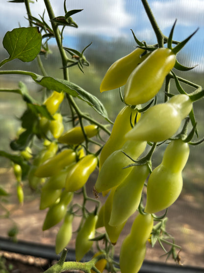Dancing Green Fingers
