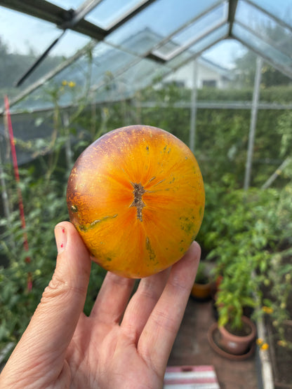 Gul og orange tomat. I baggrunden ses planter i et drivhus.
