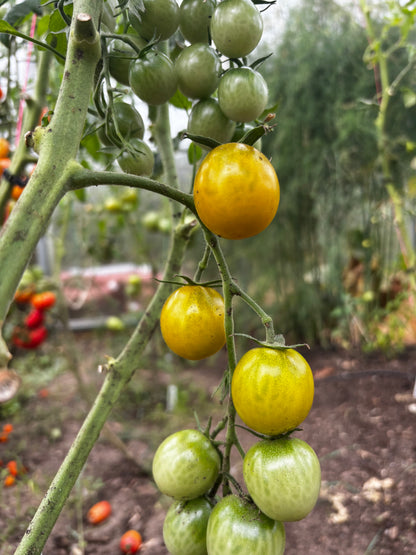 Green Grape