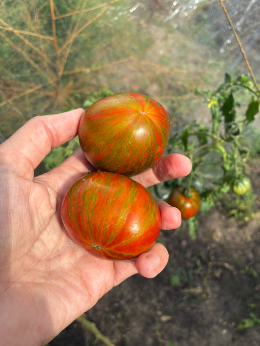 Brad's Atomic Fusion