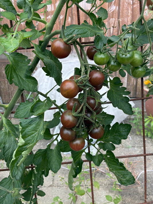 Pink Cherry