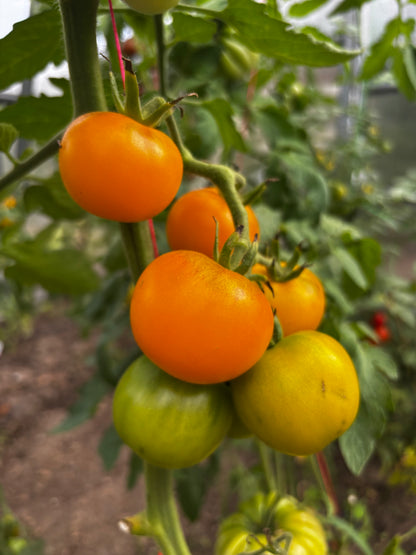 GladeTomaters fem farverige festfyrværkerier