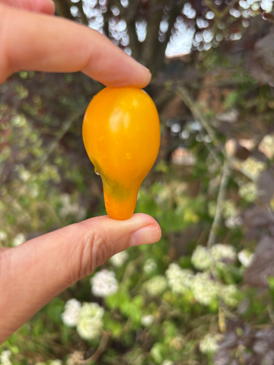 Yellow Pear
